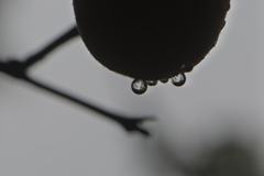 梅水晶