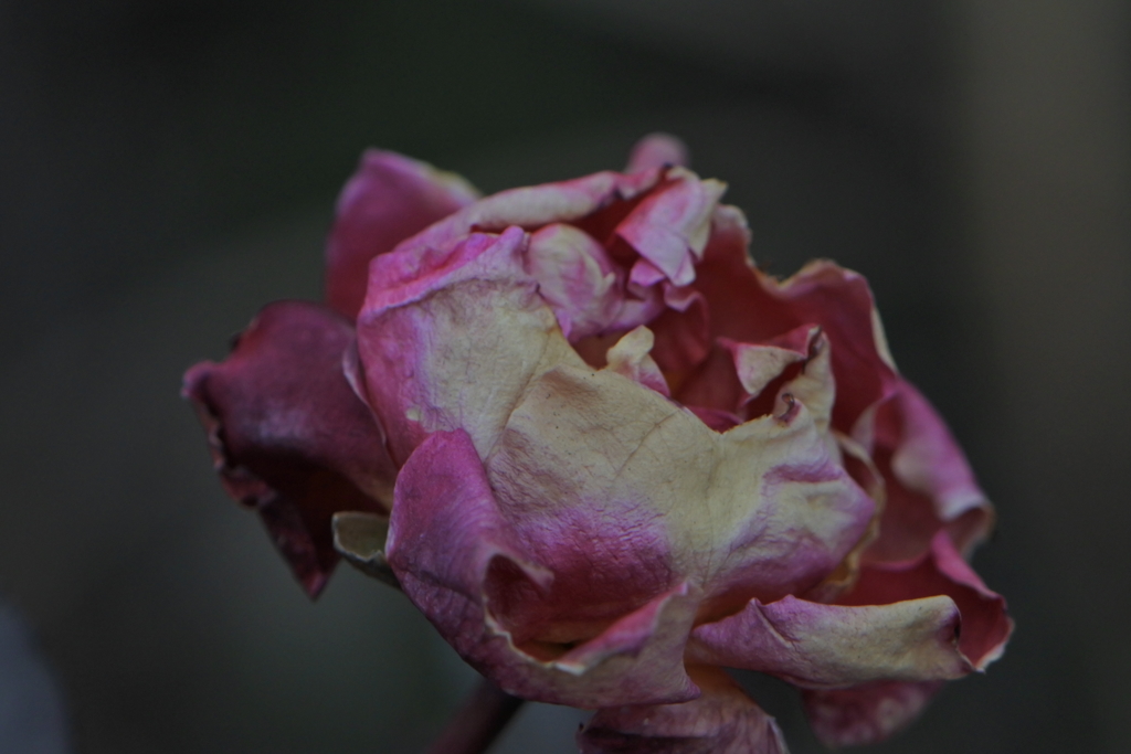 薔薇三種　ドライフラワー