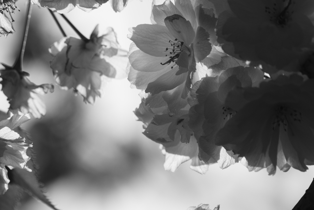 自宅前の八重桜１