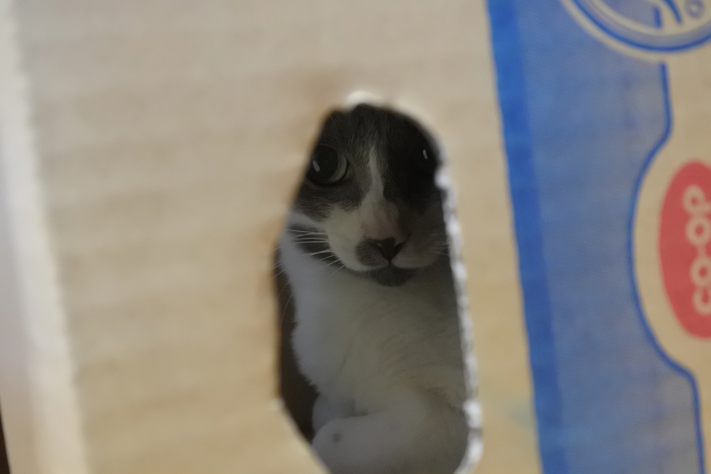 あれっ、見つかった