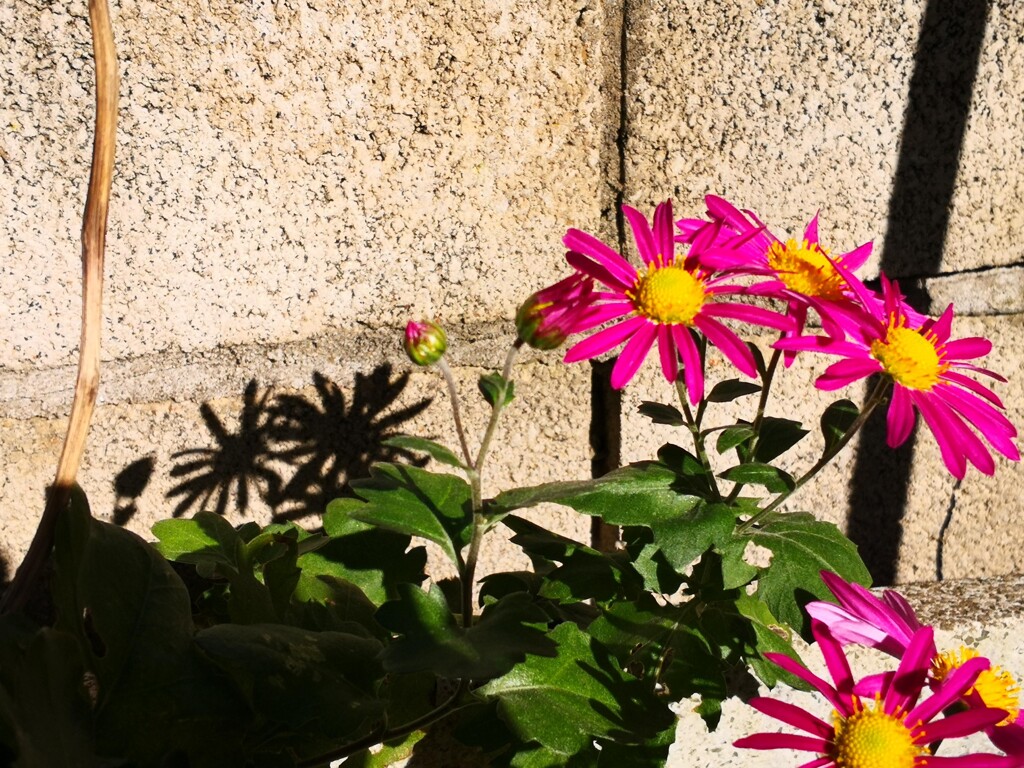 ブロック塀の側