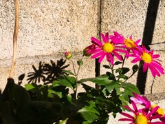 ブロック塀の側