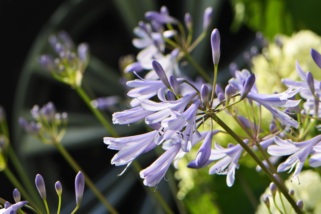 アガパンサスと紫陽花