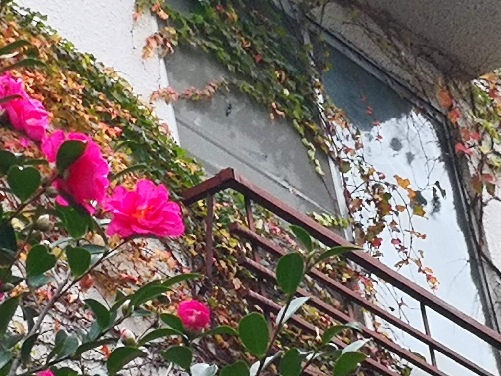 蔦と錆と山茶花と