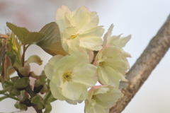 鬱金（うこん）桜　３