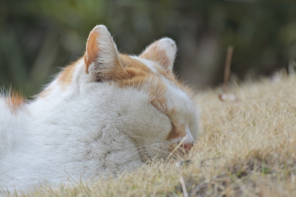 中山散歩で出会った猫たち　お昼寝