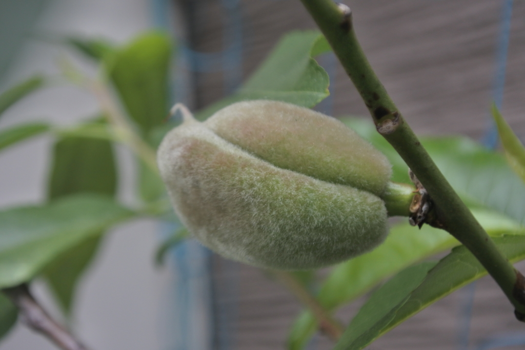 アーモンドの実　その後