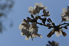 団地前の桜