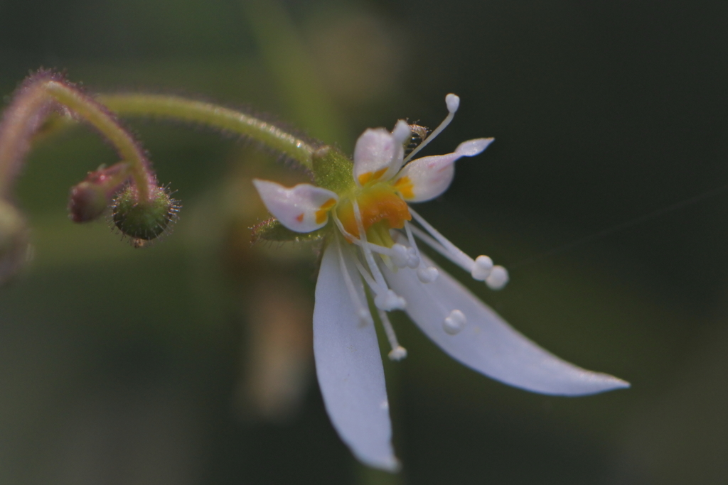 妖精見～つけた