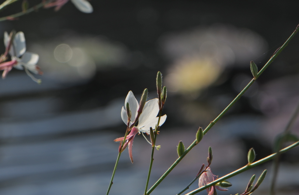 睡蓮の池のほとり