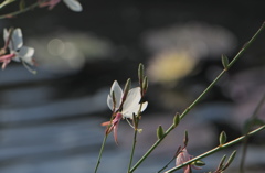 睡蓮の池のほとり