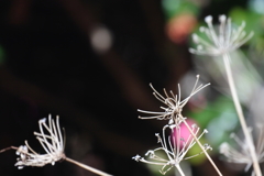 白い花火