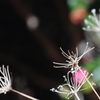 白い花火