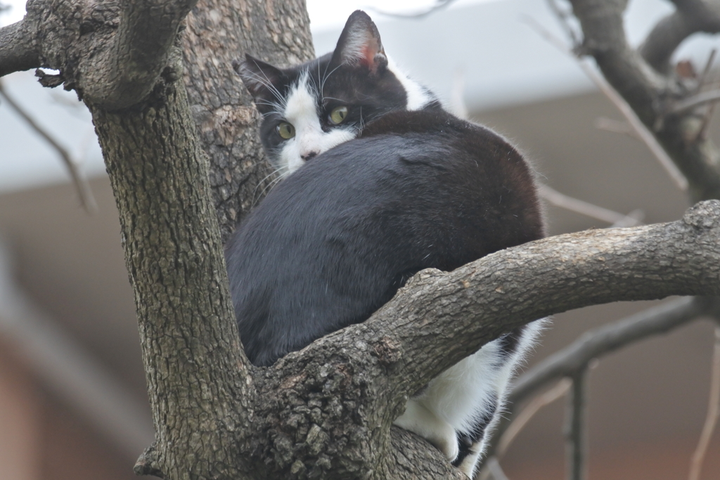 中山散歩で出会った猫たち　柿の木の上