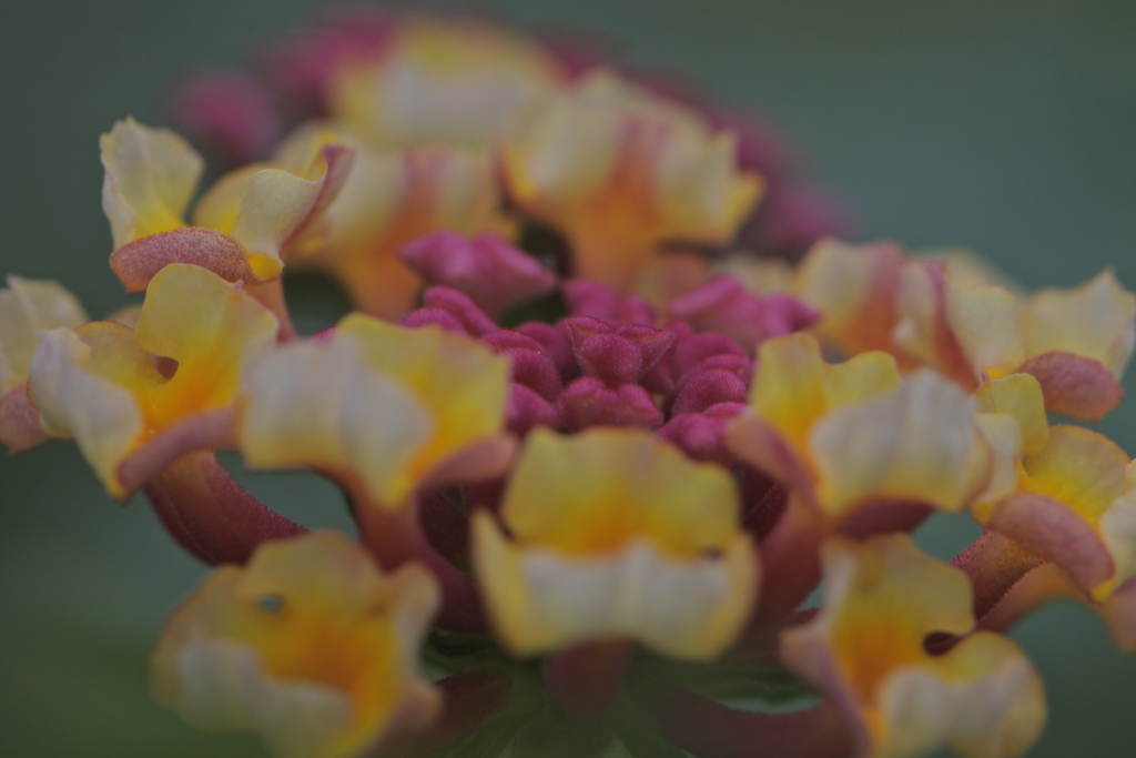 ランタナ　花に隠れたキャンディ