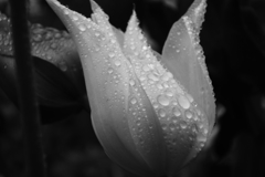 雨に咲く