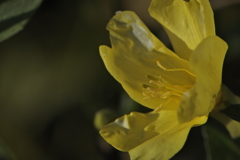 陽射しを受けて咲く花