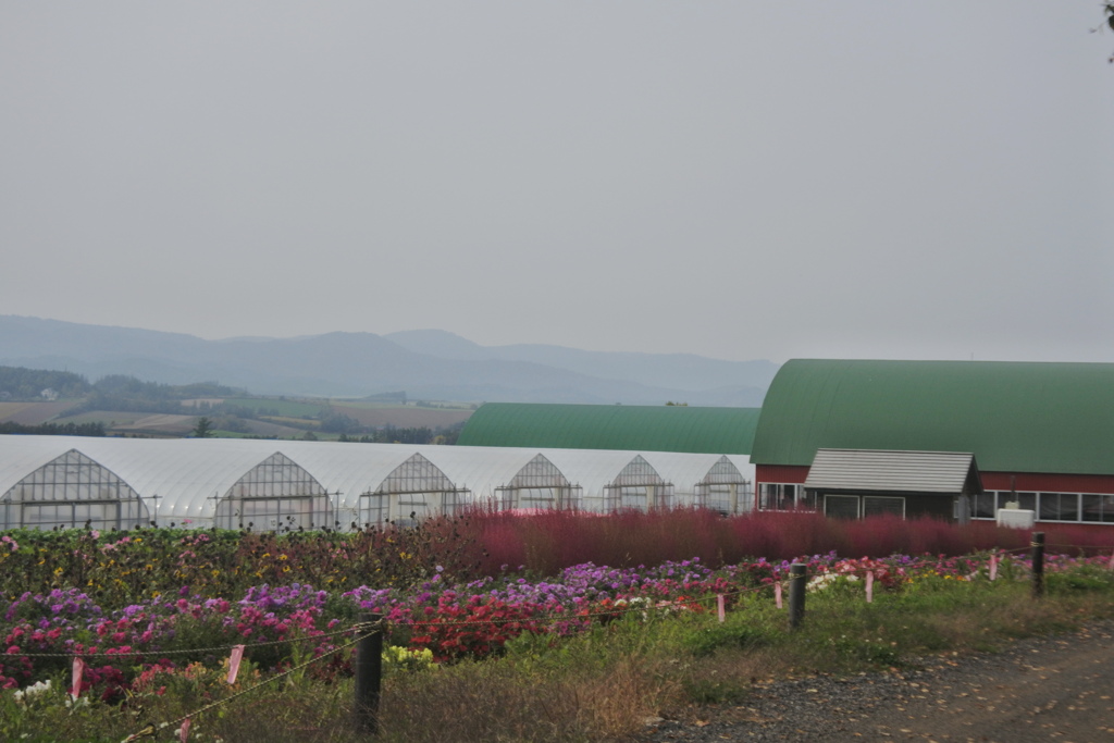 四季彩の丘～ビニールハウス