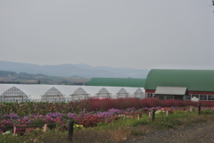 四季彩の丘～ビニールハウス