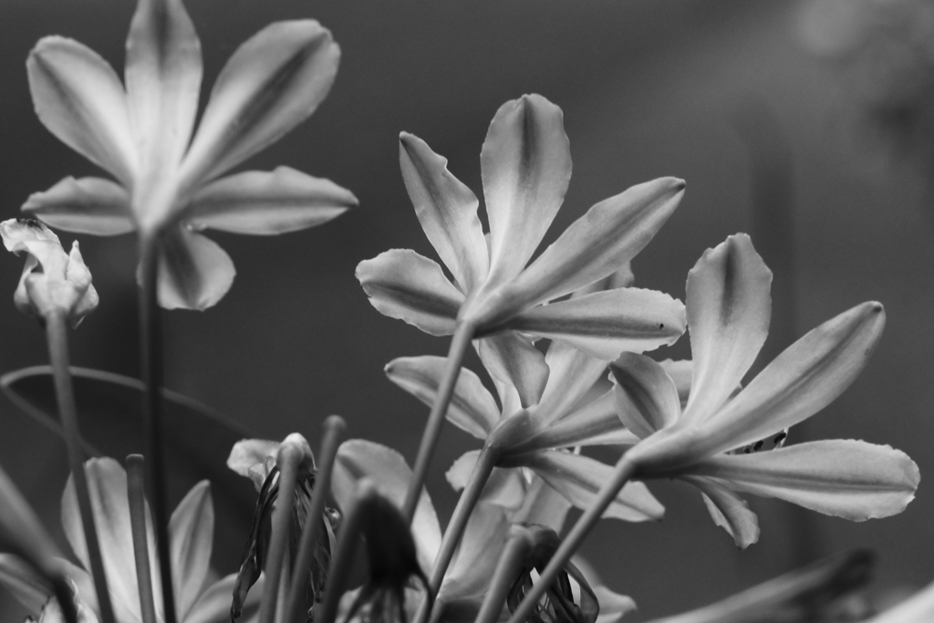 後ろ向きのアガパンサス