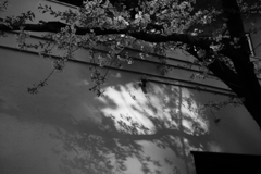 ご近所の桜