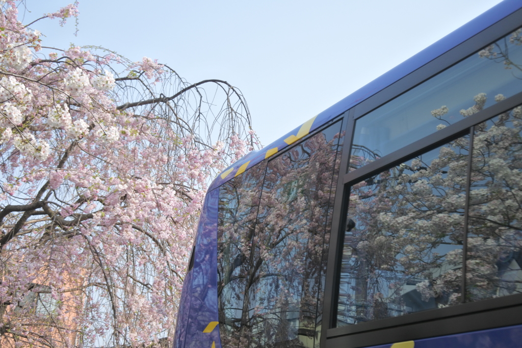 観光バスの桜