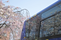 観光バスの桜