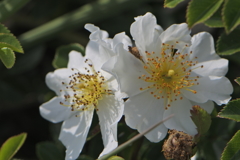 砂浜に咲く花2