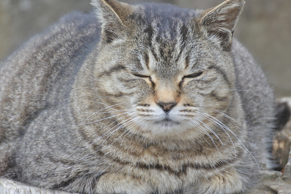 中山散歩で出会った猫たち　貫禄