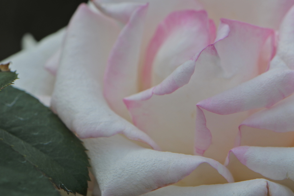 初恋に心染めて