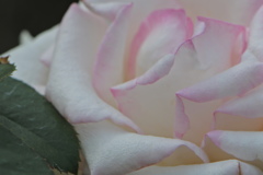 初恋に心染めて