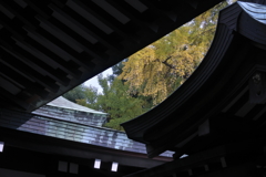 本殿からの銀杏