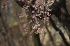 六義園の枝垂れ桜