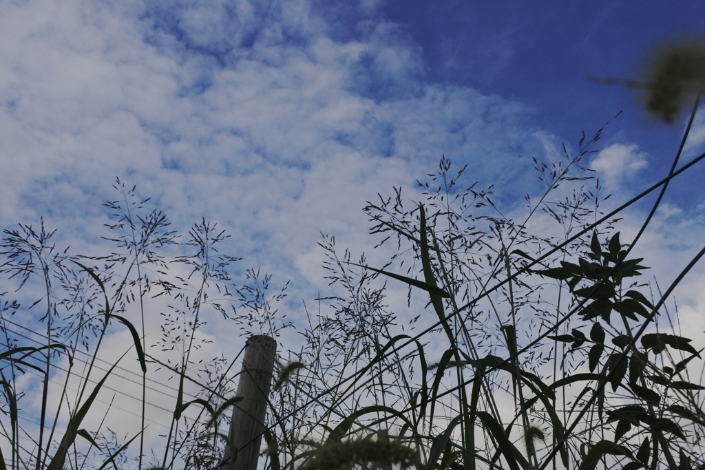 見上げれば・・・