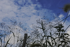 見上げれば・・・