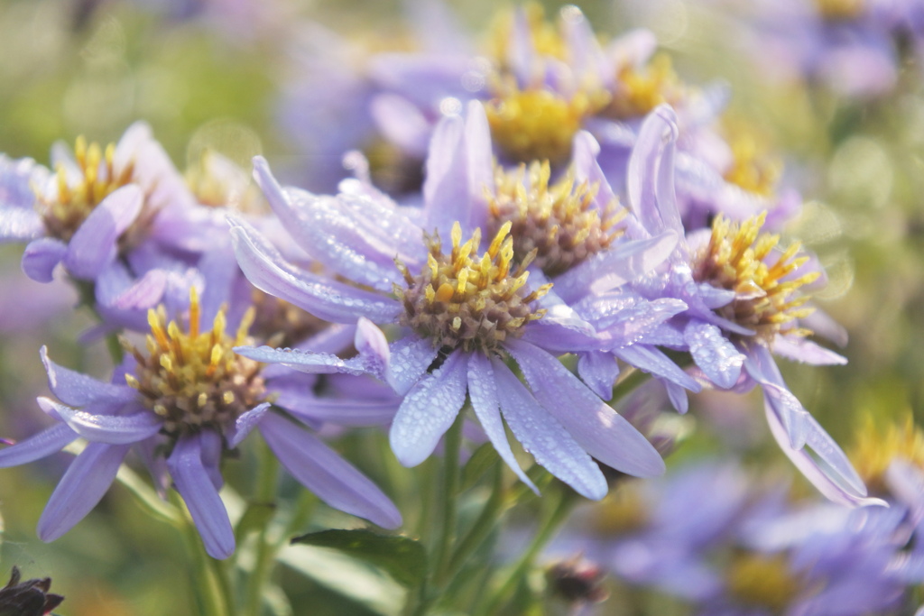 朝露に濡れた花
