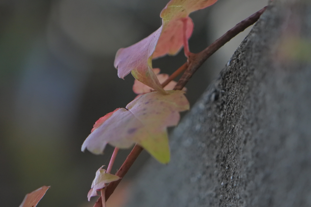 コンクリートの塀の上