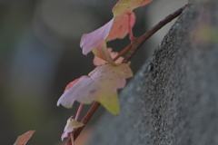 コンクリートの塀の上