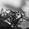 紫陽花　モノクロ　