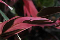 温室の赤い羽根