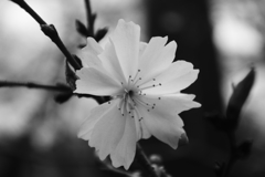 10月桜　まだ咲いてます。