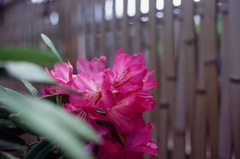 谷中墓地の石楠花