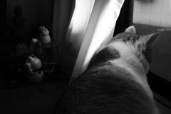 猫たち