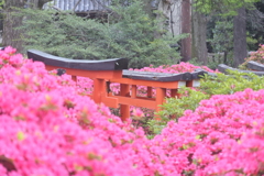 つつじの間から