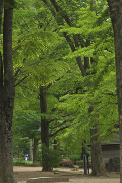 上野の森