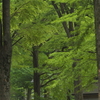 上野の森