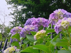 飛鳥山の紫陽花