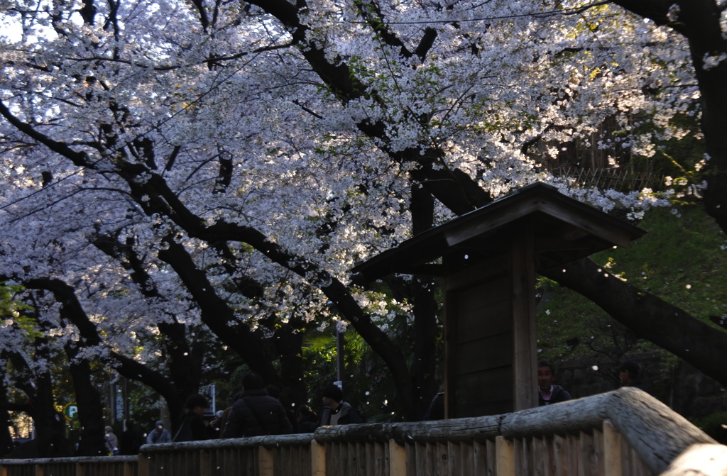 桜散る親水公園１