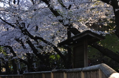 桜散る親水公園１