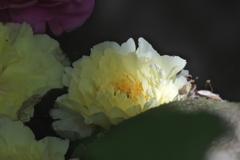 水浴のディアナ